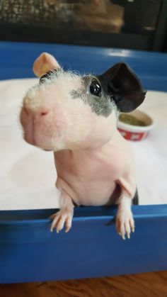 a small white and black animal sitting on top of a blue tray