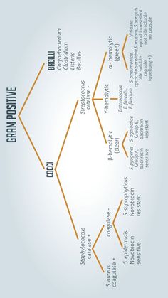 an image of a fishbone diagram on a white background