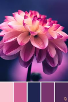 a pink and purple flower with the color combination