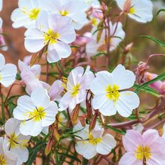 some white and pink flowers with yellow centers