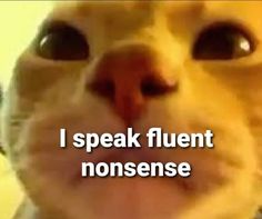 a yellow cat with the caption i speak fluent nonsense