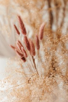 some brown and white plants in the snow