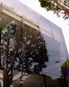 the reflection of a tree in an office building's glass facade is seen from below