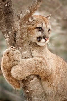 a cat is climbing up the side of a tree and scratching it's head