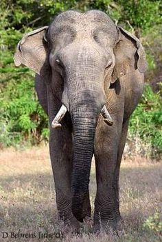 an elephant with tusks standing in the grass