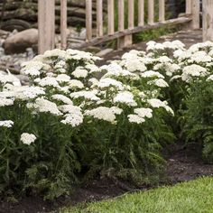 some white flowers are growing in the grass