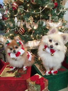 two small dogs sitting on presents in front of a christmas tree