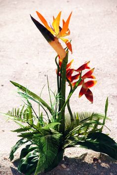 an orange and yellow flower sitting in the sand next to some green plants with leaves