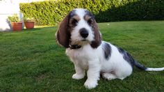 a brown and white dog sitting on top of a lush green grass covered field next to a hedge