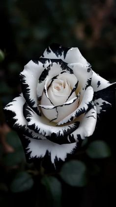 a white and black rose with leaves in the background