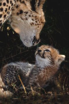 two cheetah cubs are playing with each other in the grass and one is looking up