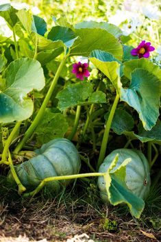 some green plants with purple flowers growing in the ground near grass and dirt on the ground