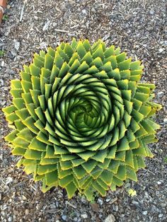 a large green flower sitting on top of gravel