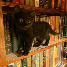 a black cat sitting on top of a bookshelf filled with lots of books