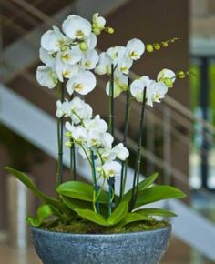 white orchids are in a blue vase on a table