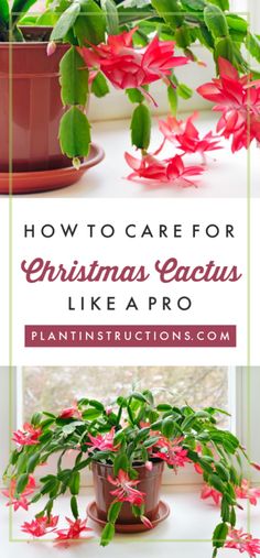 a potted plant sitting on top of a window sill with the words how to care for christmas cactus like a pro