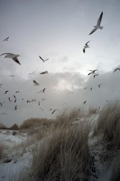 a flock of seagulls flying over the sand dunes on a cloudy day in winter