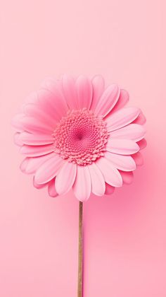 a single pink flower on a pink background