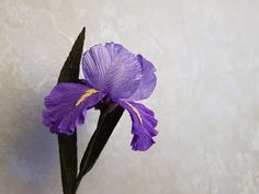 a single purple flower on a white background