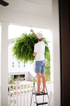 a man standing on a stepladder holding a bunch of green plants over his head