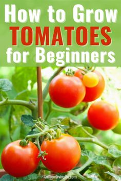 the right way to plant tomatoes and get plants up to 8 feet high