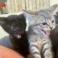 two kittens are sitting next to each other on a man's lap and one is yawning