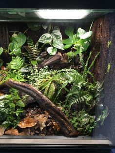 an aquarium filled with lots of plants and leaves on top of it's sides