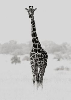 a black and white photo of a giraffe