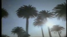 palm trees blowing in the wind on a cloudy day