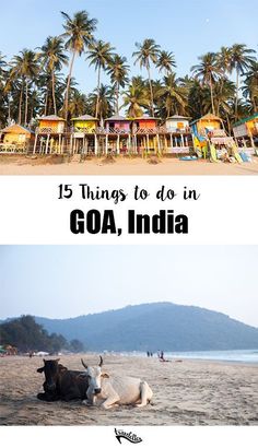 two pictures with the words goa, india and an image of cows laying on the beach