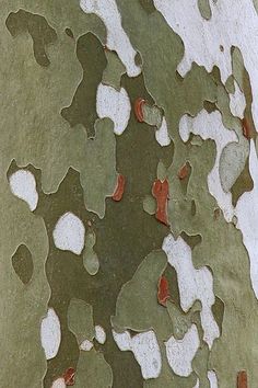 the bark of a tree with white, red and green spots on it's bark