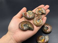 a hand holding five ammonite shells in it's palm