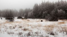 an open field covered in snow next to some trees and bushes with lots of snow on the ground