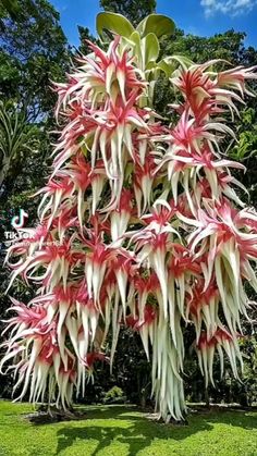 a large pink and white flowered plant in the grass