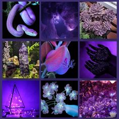 purple and black images with flowers, plants, and other things in the background that appear to be lit up