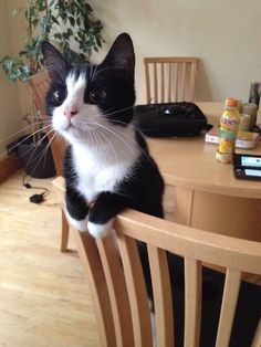 a black and white cat sitting on top of a wooden chair next to a table