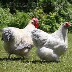 two chickens are standing in the grass together