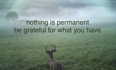 a deer standing on top of a lush green field