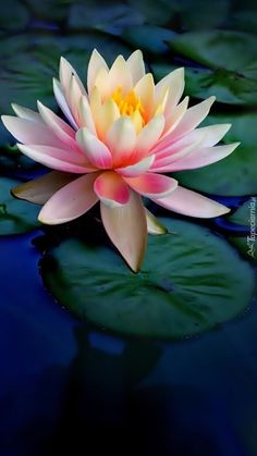 a pink water lily floating on top of green leaves