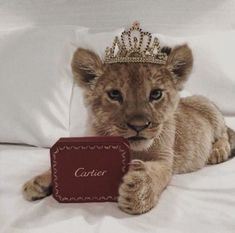 a small lion cub laying on top of a bed holding a red book with the word canon printed on it