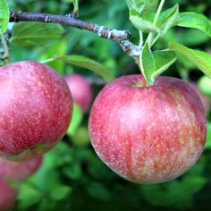 two red apples hanging from a tree branch