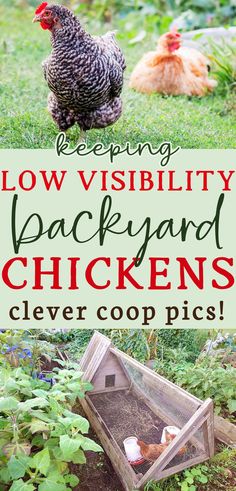 two chickens in a clever A frame coop on top of a wooden raised garden bed with text that reads keeping low visibility backyard chickens Chicken Keeping Ideas, Natural Chicken Coop, Chicken Coop Building Plans, Chicken Images, Raising Chicks, Chicken Keeping, Chicken Tractor, Chicken Coop Run, Growing Veggies