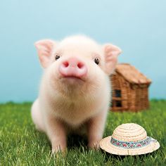 a small pig standing in the grass next to a straw hat on top of it