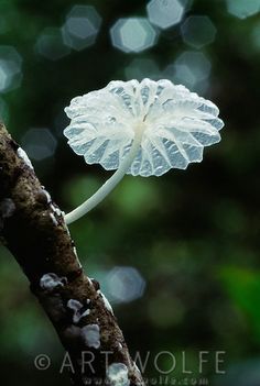 a small white flower on a tree branch