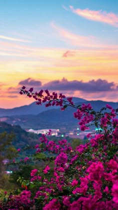 pink flowers are blooming in the foreground with mountains in the background at sunset