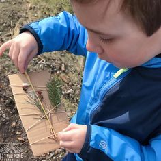 a young boy is holding a piece of cardboard and looking at a small pine tree