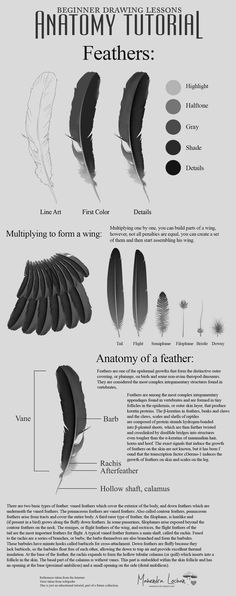 the anatomy of an animal's feathers