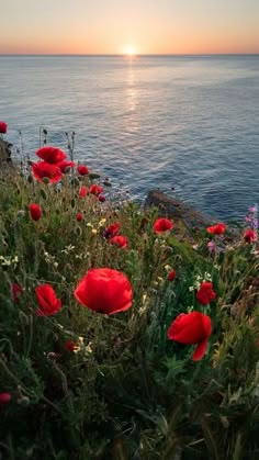 the sun is setting over the ocean and some red flowers are growing in the grass