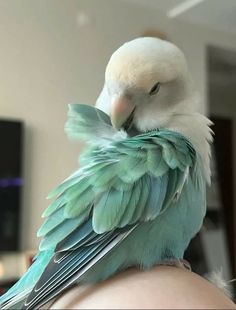 a green and white bird sitting on the back of a person's shoulder in front of a tv