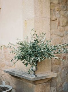 an olive tree in a vase on a pedestal